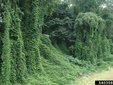 Dense Kudzu vines covering trees and ground in a wooded area.