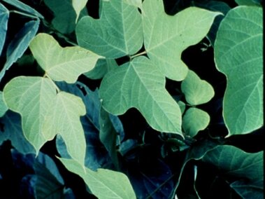 Green leaves with three lobes in varying shades on a dense plant background.