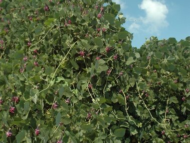 Dense green Kudzu vine with small purple flowers against a blue sky with sparse clouds.