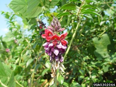 Purple and red flower cluster surrounded by green leaves outdoors.