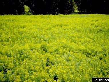 Field of bright yellow flowering leafy spurge surrounded by lush green trees.