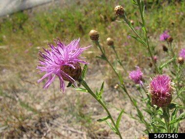 Purple meadow knapweed flowers with spiky petals, surrounded by grass and dry soil.
