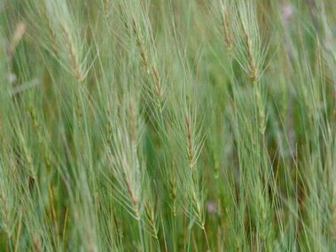 Green Medusahead stems and seed heads in a field. 