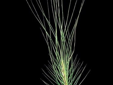 Thin green plant seed with long, delicate bristles on a black background.