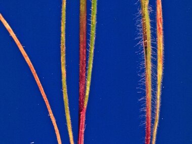 Close-up of Medusahead grass stems with fine hairs, red and green hues, on a vivid blue background.