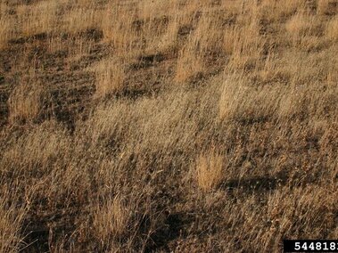 Dry grassy field with scattered tall yellow stalks of Medusahead on brown soil.
