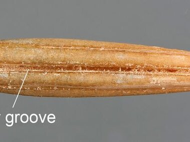 Slender, elliptical brown seed with a hilar groove labeled, and a labeled broken apex against a gray background.