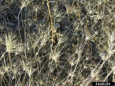 Thin dry grass stems with bristly ends scattered across a rocky ground.