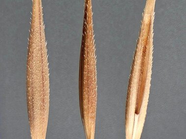 Three thin, pointed brown seed pods with fine hairs on a gray background.
