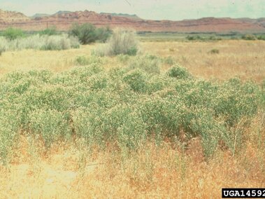 Dry grassland with green Russian knapweed in foreground, sparse shrubs, and red rocky hills under a cloudy sky.