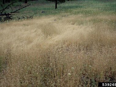 Ventenata-filled field with scattered flowers and sparse trees in the background.
