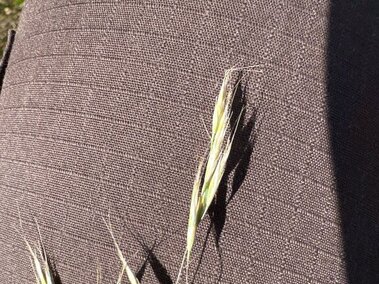 Thin green grass stalks with seed heads resting on dark textured fabric in sunlight.