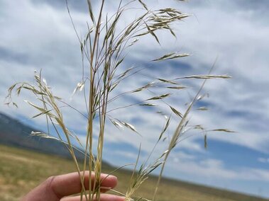 Hand holding thin grass stems and seeds against a cloudy sky and open field background.