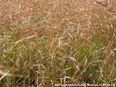 Tall golden grass with slender green and reddish blades in a dense field.