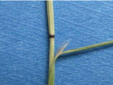 Green plant stem with a purplish-black node on a textured blue background.