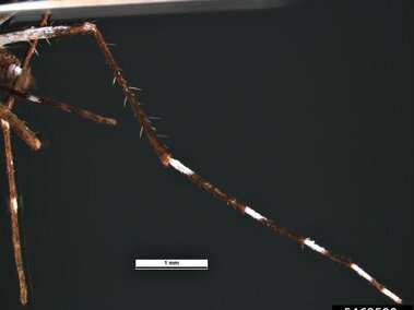 Close-up of a mosquito leg with visible white markings and fine hairs, magnified with a scale bar.