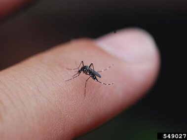 Asian tiger mosquito resting on a finger against a blurred background.
