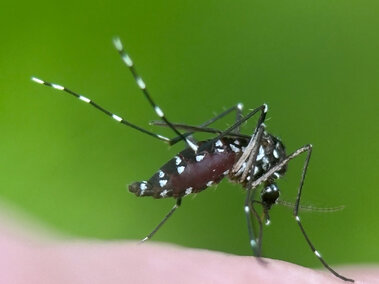 Mosquito with striped legs feeding on skin against a green blurred background.