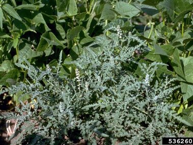 Bur ragweed plant surrounded by green foliage.