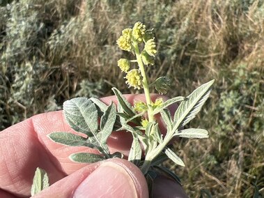 Person holding a small bur ragweed plant with yellow flowers against a grassy background.