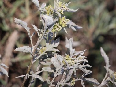 Bur ragweed with small clustered yellow flowers in a natural outdoor setting.