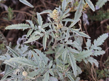 Bur ragweed plant with narrow leaves and small clustered yellow flowers.