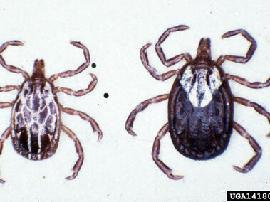 Two Gulf Coast ticks on a white background, one smaller male with web-liked white pattern and one larger female with large white marking on their bodies. 