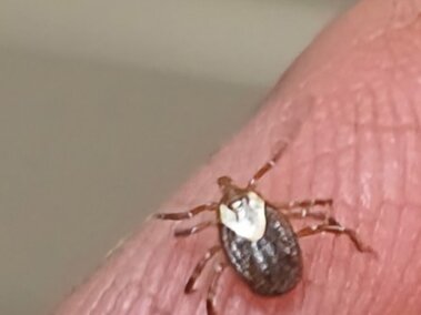 Brown tick with a white marking, resting on a person's finger.