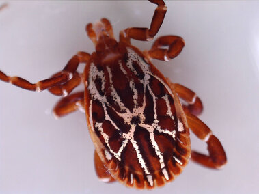 Reddish brown male Gulf Coast tick with white markings on its back on a light background.