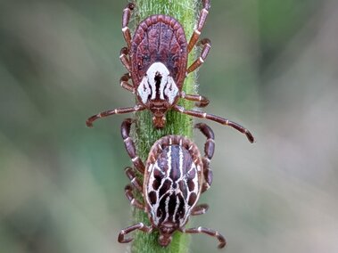 A female and male Gulf Coast tick on a green plant stem in close-up detail.