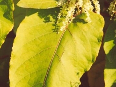 Large green leaves with small clusters of white flowers under sunlight.