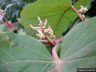 Large green leaves with small clusters of white flowers on red stems.