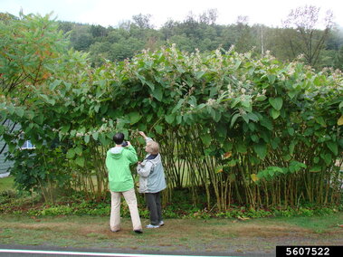 Two people examine tall, leafy plants along a roadside in a lush, green outdoor setting.