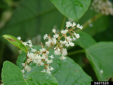 White flower clusters surrounded by vibrant green leaves.