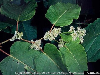 Clustered white flowers and broad green leaves on thin reddish-brown zig-zagging stems.