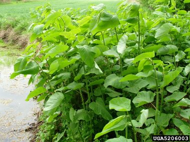 Green plants with large leaves growing by a pond, surrounded by grassy fields.