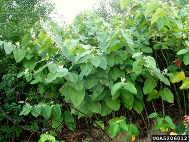 Dense cluster of green giant knotweed with small white flowers near the stems, surrounded by shrubs.