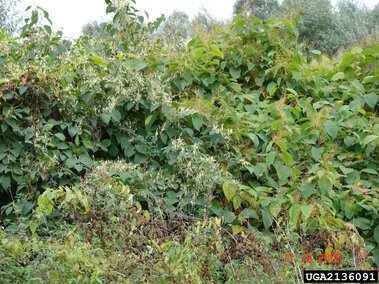Dense giant knotweed with small white flowers growing in a lush outdoor area.