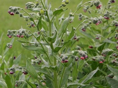 Tall green houndstongue plant with clusters of small, nodding purple flowers in a grassy field.