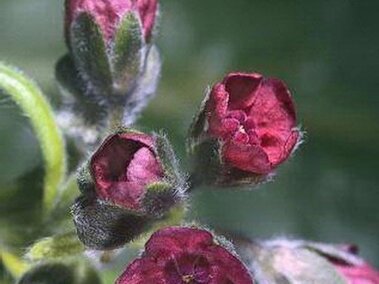 Pink and purple houndstongue flowers with green leaves in soft focus.