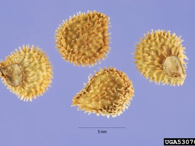 Four spiny, oval-shaped seeds on a blue background with a scale indicating 5 mm.