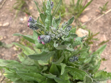 Green plant with small pink and purple buds, growing in dry soil with sparse grass.