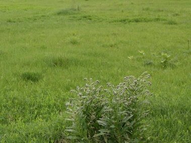 Green field with tall grass and a cluster of houndstongue plants in the foreground.