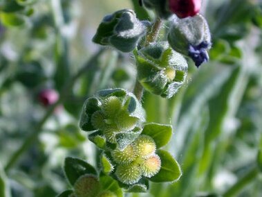 Purple and pink houndstongue flowers with green fuzzy leaves and buds in close-up view outdoors.