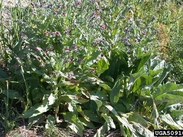 Large green houndstongue plants with purple flowers growing in a natural outdoor setting.