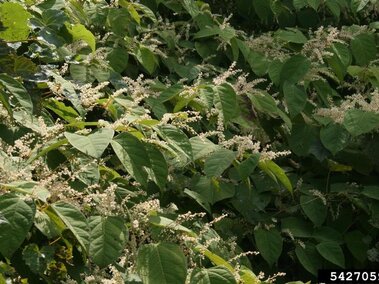 Dense green foliage with small clusters of white flowers in a natural setting.