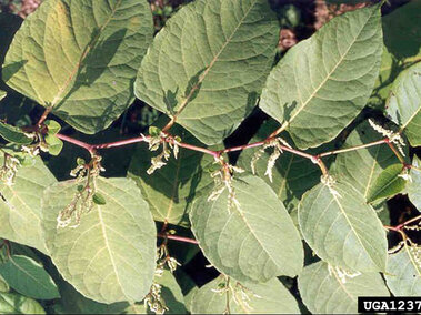 Green leaves and thin red zig-zagging stems of Japanese knotweed with small white flowers.