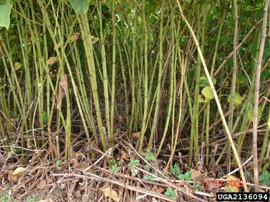 Dense cluster of green Japanese knotweed bamboo-like stems surrounded by dry leaves and undergrowth.