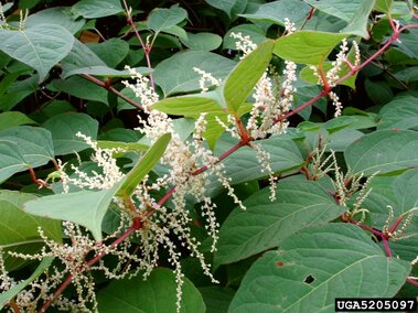 White flowers cluster on a red-stemmed Japanese knotweed surrounded by green leaves.