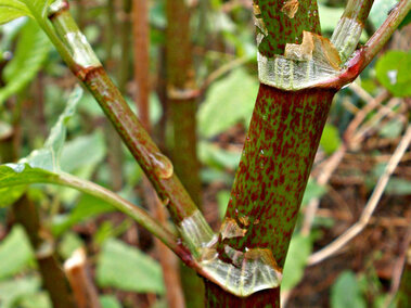 Green, zig-zagging Japanese knotweed stems with reddish speckles in a natural setting, surrounded by leaves.